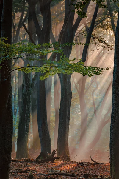 Jesienny Mglisty Leśny Krajobraz Mgły Las Mgła Jesienna Widok Mgły — Zdjęcie stockowe