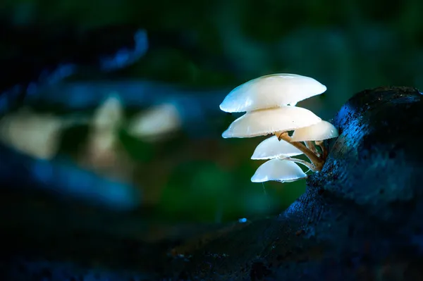 Porslin Eller Pocherad Äggsvamp Oudemansiella Mucida Växer Från Död Bok — Stockfoto