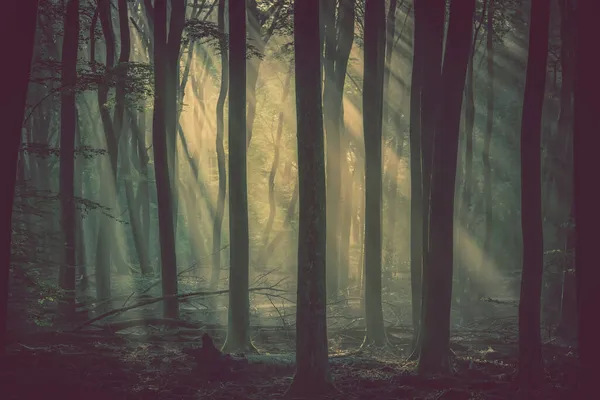 Splendidi Raggi Sole Passano Tra Gli Alberi Fumo Mattina Del — Foto Stock