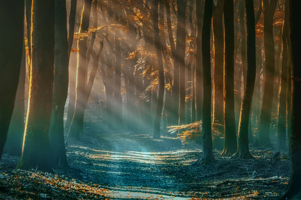 暗い神秘的な森の背景 舗装されていない森林道路と日没時に森の中の古い木 — ストック写真