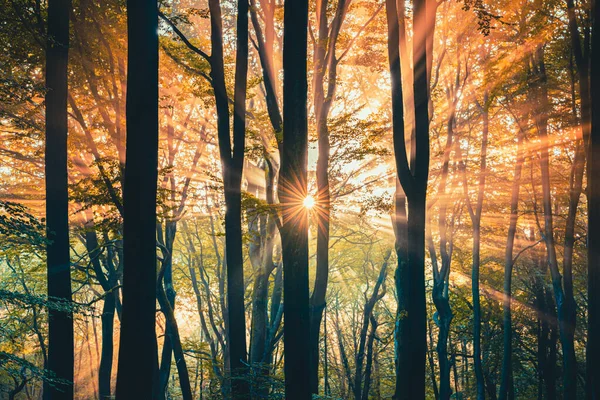 Lätt Dimma Eller Morgondimma Solen Skiner Genom Träden Skog Solig — Stockfoto