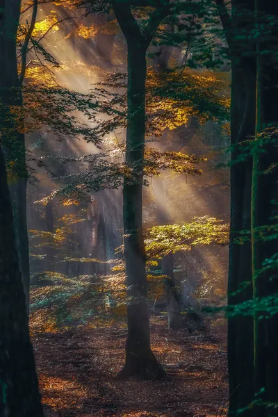 Lichte Waas Ochtendmist Zon Schijnt Door Bomen Een Bos Zonnig — Stockfoto