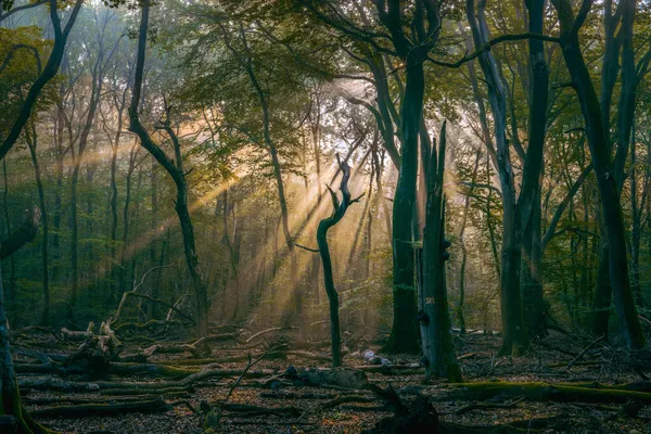Тёмная Туманная Сцена Леса Мертвыми Деревьями Расстрелянными Туманным Осенним Утром — стоковое фото