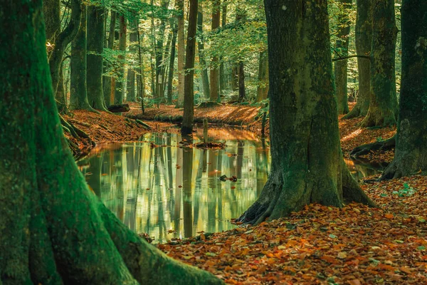 Herbstliche Landschaft Mit Bunten Wäldern Altweibersommerlandschaft Buntes Laub Mit Schönen Stockbild