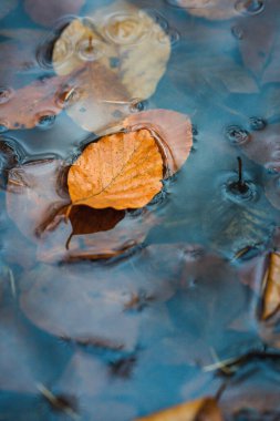 Sudaki sonbahar yaprağı. gizemli karanlık hayat, sonbahar mevsimi. Kayın yapraklı su birikintisi. Yağmurlu gün havası. sonbahar arka planı. Üst görünüm, boşluk kopyala
