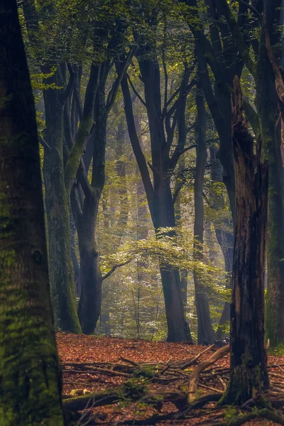 Sabahın Erken Saatlerinde Orman Manzarası Doğal Doğa Güneşli Manzara Ormanı — Stok fotoğraf