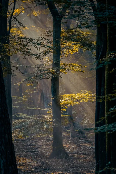 Luce Foschia Nebbia Mattutina Sole Splende Tra Gli Alberi Una — Foto Stock