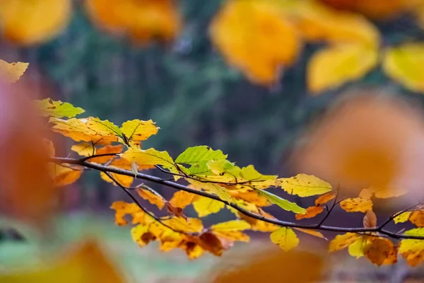 Belamente Coloridas Folhas Faia Galho Com Detalhes Atmosféricos Decadência Temporada — Fotografia de Stock
