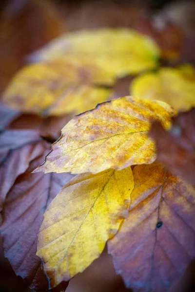 Variegated Beech Leaf Detail Rainy Day — Fotografia de Stock