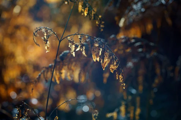 Landscape Yellow Orange Ferns Announcing Autumn France Nature Background Concept — Foto Stock