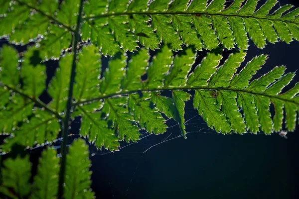 Gedetailleerde Opname Van Een Prachtig Varenblad Verlicht Door Zonnestralen Heldere — Stockfoto