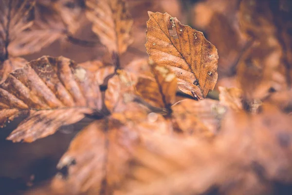 Close Colorful Beech Trees Forest Nature Reserve Autumn Netherlands — Fotografia de Stock