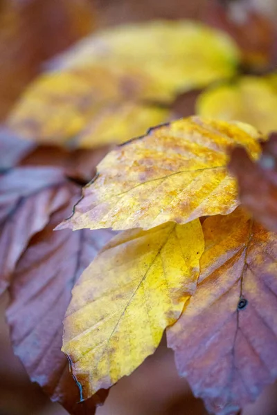 Variegated Beech Leaf Detail Rainy Day — Fotografia de Stock