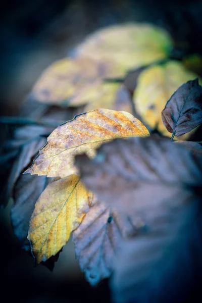 Variegated Beech Leaf Detail Rainy Day — Fotografia de Stock