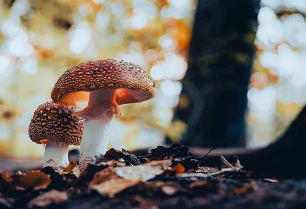 Setas Mágicas Brillantes Con Fondo Borroso Del Bosque Rojo Con —  Fotos de Stock