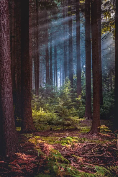 Dimmig Höst Barrträd Stå Morgonen Med Solstrålar — Stockfoto