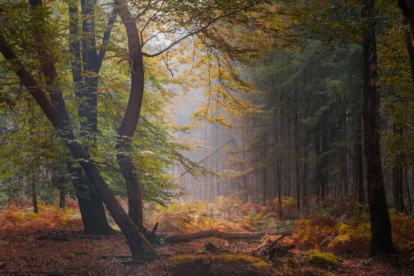 Lichte Waas Ochtendmist Zon Schijnt Door Bomen Een Bos Zonnig — Stockfoto