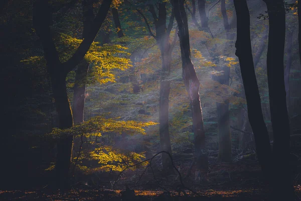 薄雾或晨雾 阳光透过森林中的树木照耀着 阳光灿烂的森林 在日出的光芒中 在早晨的时间 阳光穿过绿树成荫 — 图库照片