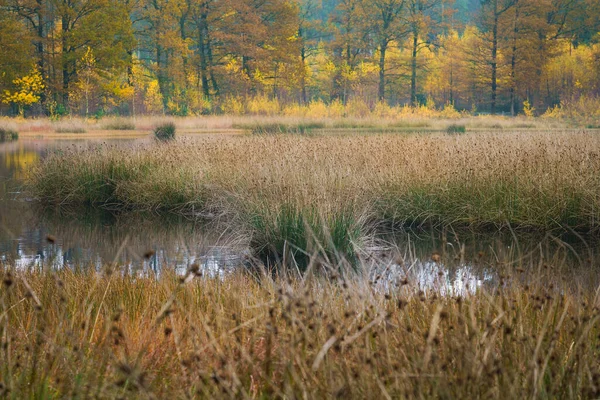 Осенняя Красочная Листва Над Озером Красивыми Лесами Красном Желтом Цвете — стоковое фото