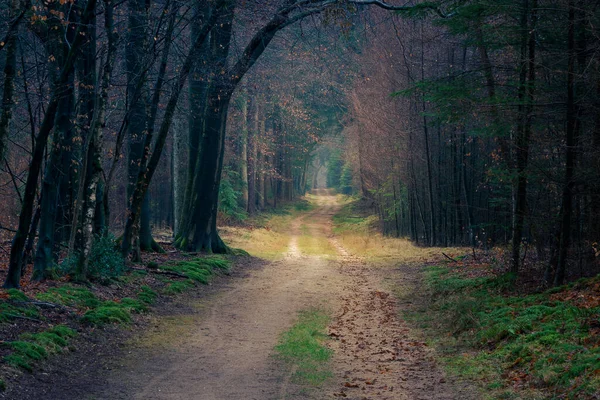 Alberi Autunnali Con Tortuosa Strada Sterrata Colori Autunnali — Foto Stock