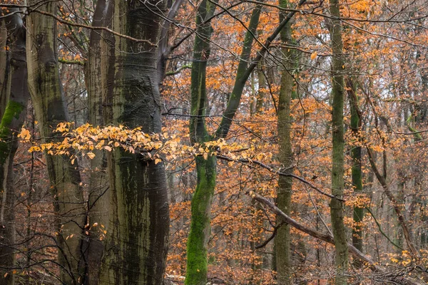 Буковые Листья Осенью Дождевом Лесу — стоковое фото
