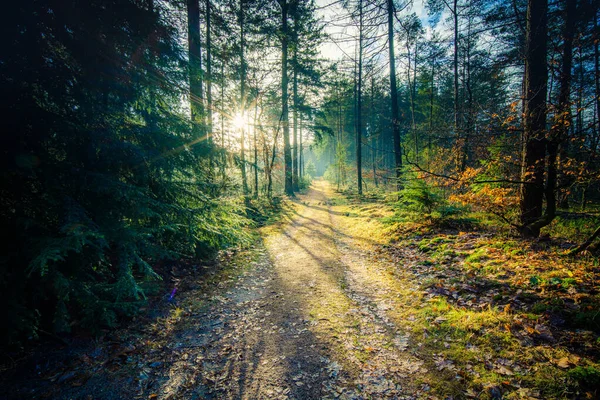 Padající Les Lesní Krajina Podzimní Příroda Sluníčko Lese Slunce Svítí — Stock fotografie