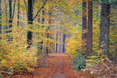 Sonbahar manzara. Kapalı yeliow iz ve orage ormanda bırakır.