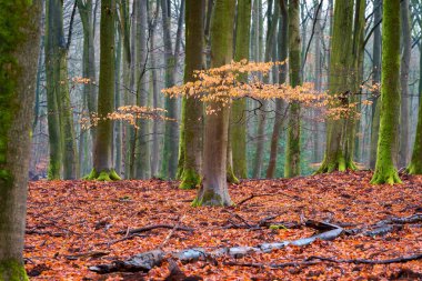 Sonbaharda ormandaki bir kayın ağacının sarı kahverengi yaprakları. Speulderbos 'ta Kayın Ağaçlarının Sonbahar Rengi