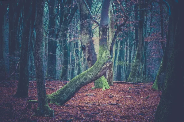 Strano Tronco Faggio Deforme Nella Foresta Autunnale — Foto Stock