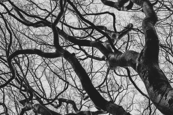 灰色の曇りの空に対する暗い裸の木の枝のシルエット — ストック写真