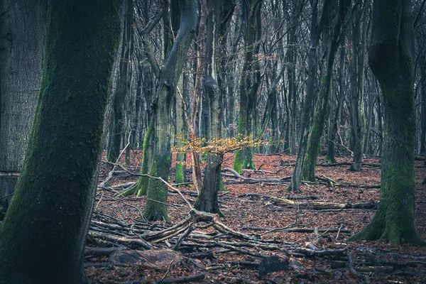 秋の森の中にブナの木の黄色の茶色の葉 シュペルデルボスのブナの秋の色 — ストック写真