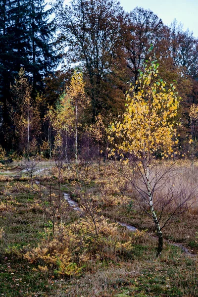 Defocus Brzozy Żółtymi Zielonymi Liśćmi Jesiennym Lesie Tle Późna Jesień — Zdjęcie stockowe