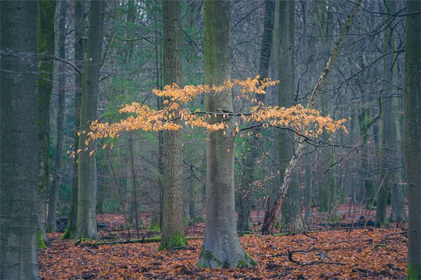 Foglie Marroni Gialle Faggio Nella Foresta Durante Autunno Colore Autunnale — Foto Stock