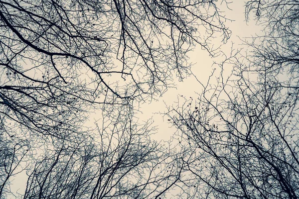 Berkenbomen Tegen Bewolkte Lucht Bare Boomtakken Dramatische Lucht Kijk Omhoog — Stockfoto