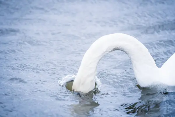 Величественный Белый Немой Лебедь Большом Озере Сильным Ветром Между Волнами — стоковое фото
