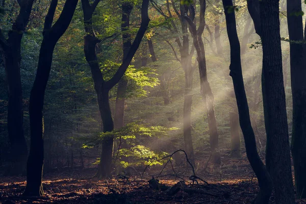 薄雾或晨雾 阳光透过森林中的树木照耀着 阳光灿烂的森林 在日出的光芒中 在早晨的时间 阳光穿过绿树成荫 — 图库照片
