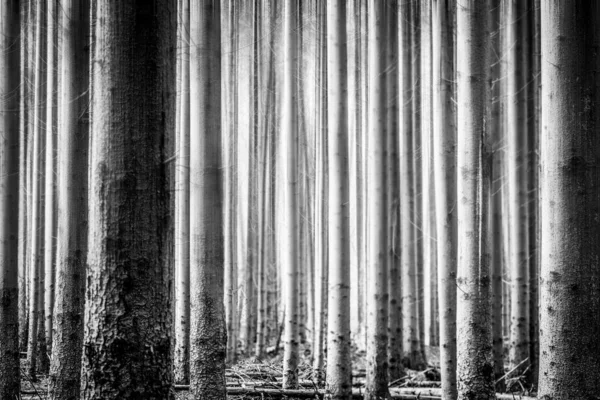 森林自然景観の背景に長いと背の高い幹の近くに植えられた松の木のグローブ — ストック写真