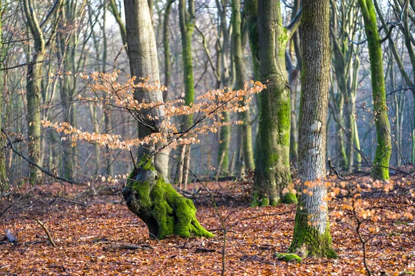 Gele Bruine Bladeren Van Een Beukenboom Het Bos Tijdens Herfst — Stockfoto