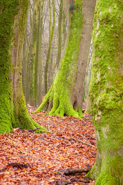 Mos Dnie Pnia Drzew Rosną Jesiennym Lesie Pięknym Światłem — Zdjęcie stockowe