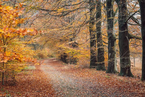 カラフルな秋の森の中の光の瞬間 カラフルな葉 深い光だ 落ち葉 曲がりくねった道だ 完璧な屋外天気 森の中の光と影 オレンジの木 — ストック写真