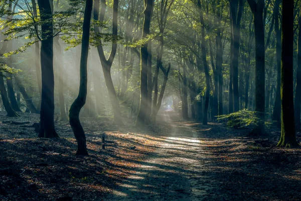 Ciemny Mglisty Las Scena Martwymi Drzewami Nakręcony Mglisty Jesienny Poranek — Zdjęcie stockowe