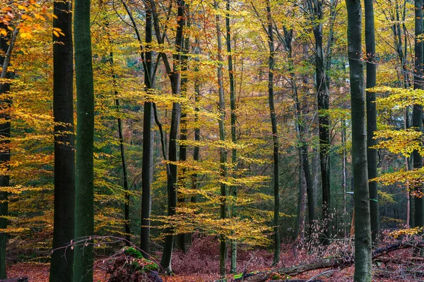 Gematigd Loofbos Met Veel Voorkomende Beuken Fagus Sylvatica Het Herfstblad — Stockfoto