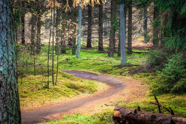 Mtb Ciclista Hermoso Camino Tierra Bosque Árboles Verdes Holanda Europa — Foto de Stock