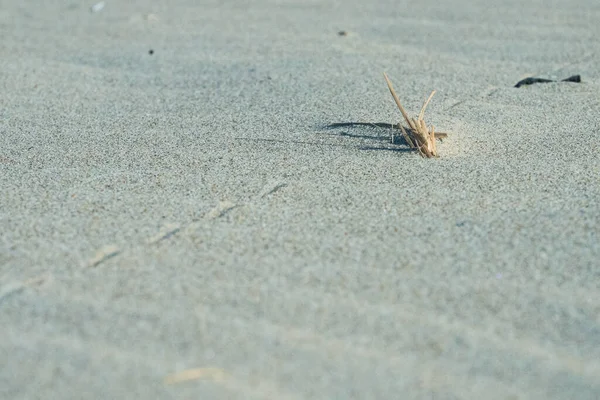 Kumsaldaki bulanık detayları kapat.