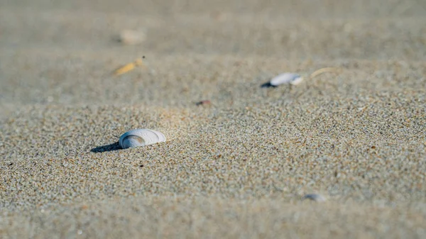 Close Blurred Details Sandy Beach — Stock Photo, Image