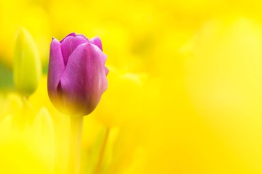 Hollanda 'da baharda arka planda kırmızı bir ampul tarlası olan güzel bir lale makrosu.