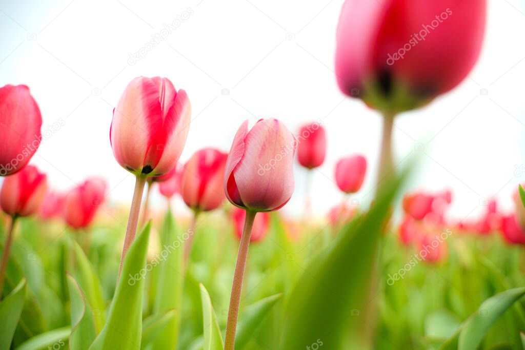 Beautiful tulip macro with a red bulbfield in the background in spring in Holland