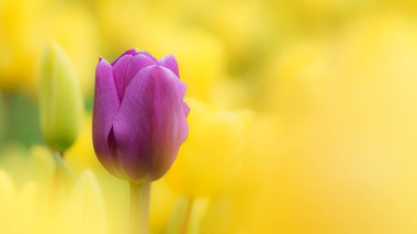 Hollanda 'da baharda arka planda kırmızı bir ampul tarlası olan güzel bir lale makrosu.