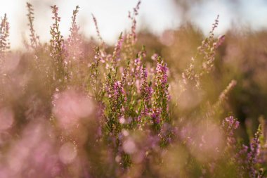 Mor ortak fundalık (Calluna vulgaris) Hollanda milli parkı, Ağustos ayında çiçek tarlaları Blooming Heather alan