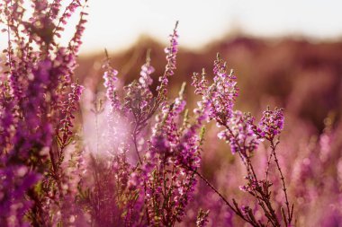 Mor ortak fundalık (Calluna vulgaris) Hollanda milli parkı, Ağustos ayında çiçek tarlaları Blooming Heather alan